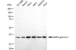 anti-Protein Kinase, AMP-Activated, gamma 1 Non-Catalytic Subunit (PRKAG1) antibody