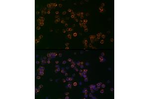 anti-CD99 (CD99) (AA 23-185) antibody