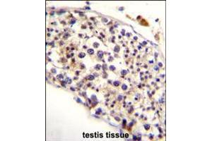 HAUS3 Antibody immunohistochemistry analysis in formalin fixed and paraffin embedded human testis tissue followed by peroxidase conjugation of the secondary antibody and DAB staining.