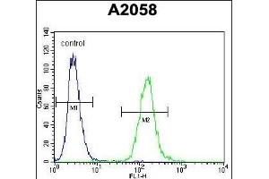 WDR21C Antibody (N-term) (ABIN654576 and ABIN2844279) flow cytometric analysis of  cells (right histogram) compared to a negative control cell (left histogram). (DCAF4L2 anticorps  (N-Term))