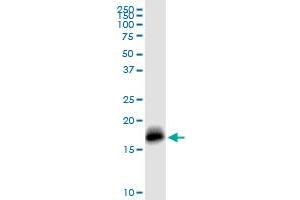 IFITM3 MaxPab rabbit polyclonal antibody. (IFITM3 anticorps  (AA 1-133))