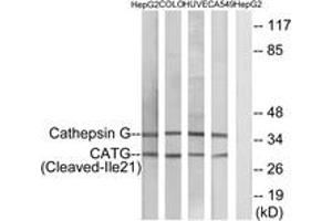 Western blot analysis of extracts from HepG2/COLO/HuvEc/A549 cells, using CATG (Cleaved-Ile21) Antibody. (Cathepsin G anticorps  (Cleaved-Ile21))