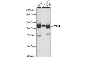 Western blot analysis of extracts of various cell lines, using ZFP64 antibody (ABIN7271513) at 1:1000 dilution. (ZFP64 anticorps  (AA 1-170))