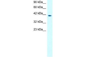 WB Suggested Anti-MMAntibody Titration:  0. (MMP19 anticorps  (N-Term))
