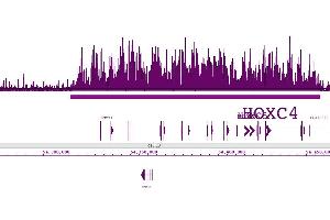 Histone H3K27me3 pAb tested by ChIP-Seq.