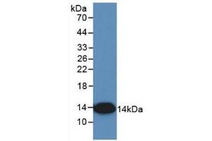 Detection of Recombinant IL8, Simian using Monoclonal Antibody to Interleukin 8 (IL8) (IL-8 anticorps  (AA 23-101))