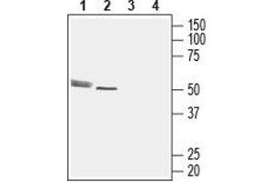 Western blot analysis of rat cerebellum lysate (lanes 1 and 3) and rat heart membrane (lanes 2 and 4): - 1,2. (CMKLR1 anticorps  (2nd Extracellular Loop))