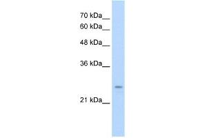 WB Suggested Anti-IER2 Antibody Titration:  0. (IER2 anticorps  (N-Term))