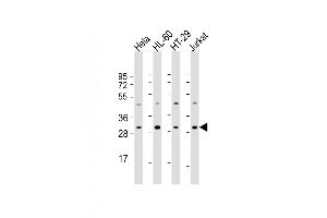 Western Blot at 1:2000 dilution Lane 1: Hela whole cell lysate Lane 2: HL-60 whole cell lysate Lane 3: HT-29 whole cell lysate Lane 4: Jurkat whole cell lysate Lysates/proteins at 20 ug per lane. (COPS7B anticorps  (AA 61-95))