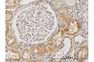 Immunoperoxidase of purified MaxPab antibody to SUOX on formalin-fixed paraffin-embedded human kidney.