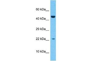 ZNF576 antibody  (Middle Region)