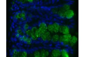 Image no. 1 for anti-Resistin Like beta (RETNLB) antibody (ABIN465495) (RETNLB anticorps)