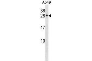 C4BPB Antibody (Center) western blot analysis in A549 cell line lysates (35µg/lane). (C4BPB anticorps  (Middle Region))