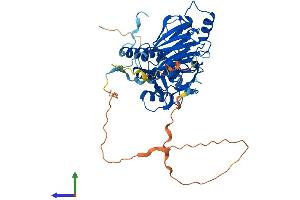 AlphaFold protein structure predicition of Human Recombinant SMAD9 Protein, UniprotID O15198