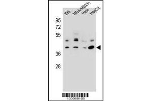 Western blot analysis in 293,MDA-MB231,Hela,HepG2 cell line lysates (35ug/lane). (GTR2 anticorps  (AA 169-198))