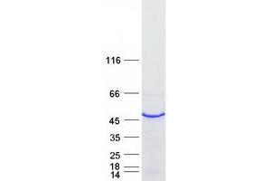 Validation with Western Blot