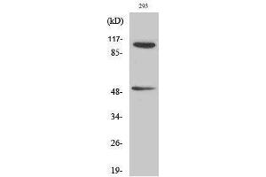 Western Blotting (WB) image for anti-Nuclear Factor of kappa Light Polypeptide Gene Enhancer in B-Cells 1 (NFKB1) (pSer337) antibody (ABIN3182480) (NFKB1 anticorps  (pSer337))