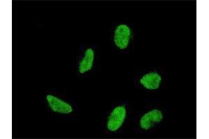 Immunofluorescence of monoclonal antibody to HOXA5 on HeLa cell. (HOXA5 anticorps  (AA 171-270))