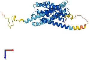 AlphaFold protein structure predicition of Mouse Recombinant Slc10a2 Protein, UniprotID P70172