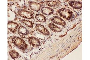 IHC-P testing of rat intestine tissue