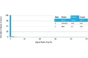 Analysis of Protein Array containing more than 19,000 full-length human proteins using Bcl-2 Mouse Recombinant Monoclonal Antibody (rBCL2/782).