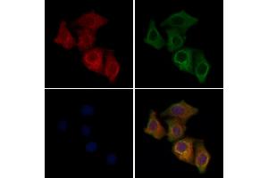 ABIN6258638 and ABIN6275572 staining Hela cells by IF/ICC. (SIRPG anticorps  (C-Term))