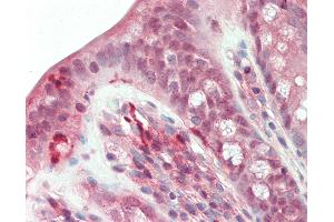 Anti-RBPMS / Hermes antibody IHC staining of human colon.