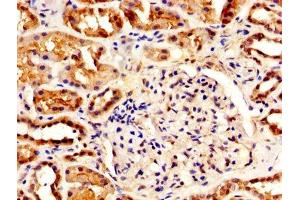 IHC image of ABIN7156203 diluted at 1:500 and staining in paraffin-embedded human kidney tissue performed on a Leica BondTM system. (Indian Hedgehog anticorps  (AA 203-411))
