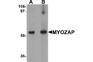 Western blot analysis of MYOZAP in rat kidney tissue lysate with MYOZAP antibody at (A) 1 and (B) 2 µg/mL.