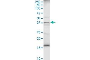 AMBP MaxPab rabbit polyclonal antibody.