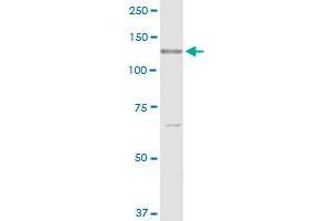RECK MaxPab rabbit polyclonal antibody. (RECK anticorps  (AA 1-971))