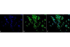 Immunocytochemistry/Immunofluorescence analysis using Mouse Anti-Hsp90 alpha/beta Monoclonal Antibody, Clone K41220A (ABIN361715 and ABIN361716). (HSP90 alpha/beta anticorps  (AA 291-304))