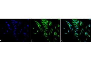 Immunocytochemistry/Immunofluorescence analysis using Mouse Anti-Hsp90 alpha/beta Monoclonal Antibody, Clone K41220A (ABIN361715 and ABIN361716). (HSP90 alpha/beta anticorps  (AA 291-304))