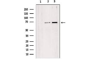 Western blot analysis of extracts from various samples, using TAF1B Antibody. (TAF1B anticorps  (Internal Region))