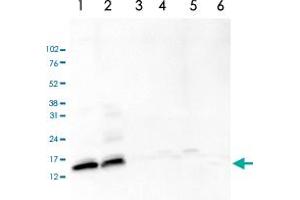 Western Blot analysis of (1) 25 ug whole cell extracts of Hela cells, (2) 15 ug histone extracts of Hela cells, (3) 1 ug of recombinant histone H2A, (4) 1 ug of recombinant histone H2B, (5) 1 ug of recombinant histone H3, (6) 1 ug of recombinant histone H4. (HIST3H2A anticorps  (acLys5))