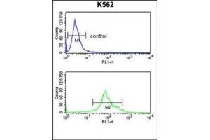 Flow cytometry analysis of K562 cells using 17-beta-HSD3 / HSD17B3 Antibody (Center) Cat. (HSD17B3 anticorps  (Middle Region))