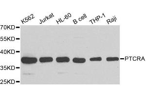 Western blot analysis of extracts of various cell lines, using PTCRA antibody. (PTCRA anticorps  (AA 172-281))