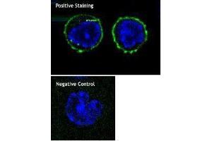 Immunofluorescence (IF) image for anti-CD8a Molecule (CD8A) antibody (ABIN2664866) (CD8 alpha anticorps)