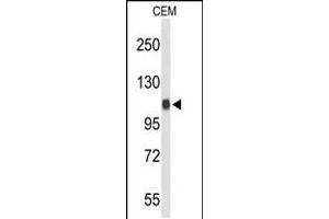 Western blot analysis of IPO11 Antibody in CEM cell line lysates (35ug/lane)
