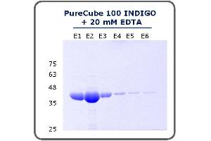 SDS-PAGE (SDS) image for INDIGO Ni-Agarose (ABIN4368209)