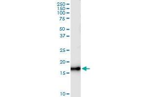 Immunoprecipitation of NUDT1 transfected lysate using anti-NUDT1 MaxPab rabbit polyclonal antibody and Protein A Magnetic Bead , and immunoblotted with NUDT1 MaxPab mouse polyclonal antibody (B01) .