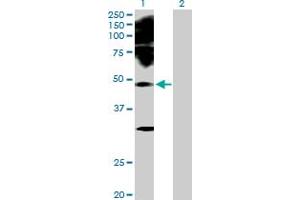 Western Blot analysis of PAX2 expression in transfected 293T cell line by PAX2 MaxPab polyclonal antibody. (PAX2A anticorps  (AA 1-431))