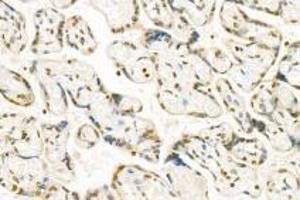 Immunohistochemistry analysis of paraffin-embedded human placenta using,PNN (ABIN7075083) at dilution of 1: 1200