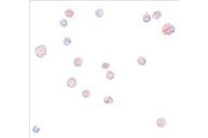 Immunocytochemistry of ATP11A in K562 cells with ATP11A antibody at 10 μg/ml.