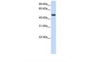 Image no. 1 for anti-Spermatogenesis Associated 17 (SPATA17) (AA 290-339) antibody (ABIN6739374) (SPATA17 anticorps  (AA 290-339))
