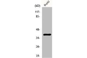 Western Blot analysis of HepG2 cells using Fliz1 Polyclonal Antibody