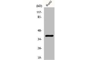 Western Blot analysis of HepG2 cells using Fliz1 Polyclonal Antibody (ZC3H8 anticorps  (Internal Region))