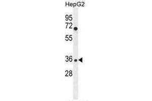 IGHG1 Antibody (Center) western blot analysis in HepG2 cell line lysates (35µg/lane). (IGHG1 anticorps  (Middle Region))