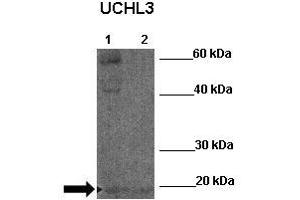 WB Suggested Anti-UCHL3 Antibody  Positive Control: Lane 1:341 µg Zebrafish skin lysate Lane 2: 041 µg Zebrafish liver lysate Primary Antibody Dilution: 1:0000Secondary Antibody: Anti-rabbit-HRP Secondry  Antibody Dilution: 1:0000Submitted by: William Tse (UCHL3 anticorps  (N-Term))