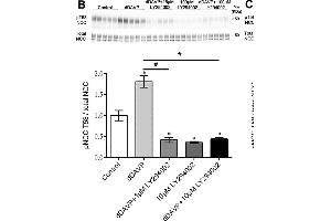Ex vivo studies on isolated cortical tubules from mouse kidney highlight a role for CAMKK and PI3K in VP signaling in mpkDCT cells.